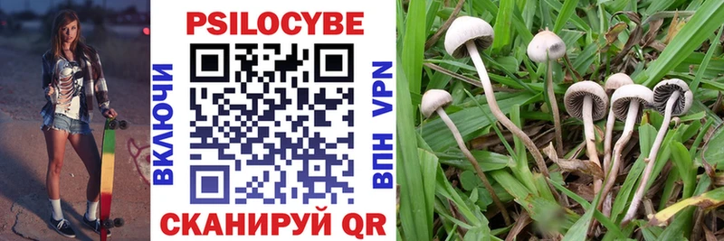 Купить закладки  Дубовка  Галлюциногенные грибы Magic Shrooms 